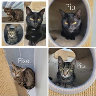 Pip, Pixel und Pitz