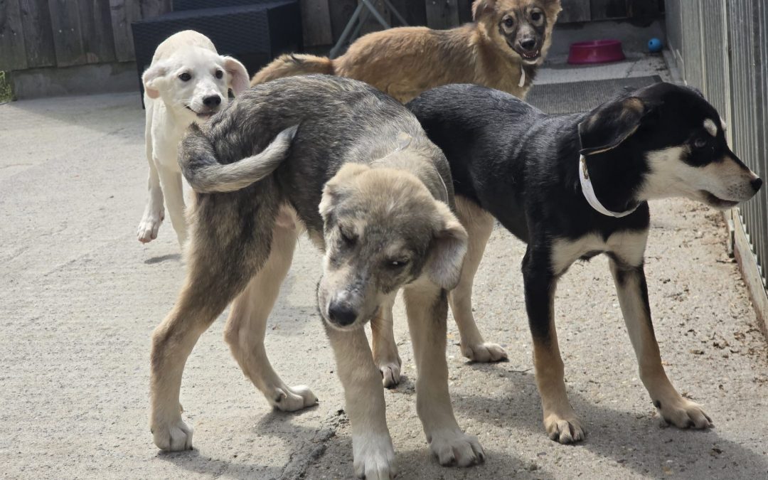 Große Freude – alle unsere Hunde haben ein liebevolles Zuhause gefunden ♥