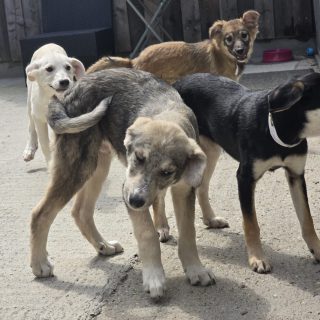 Große Freude - alle unsere Hunde haben ein liebevolles Zuhause gefunden ♥