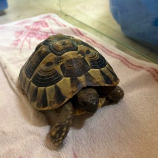 Fund-Schildkröte