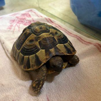 Fund-Schildkröte
