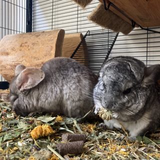 Emma & Frieda