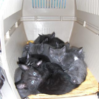 Info Katzen