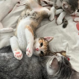 Katzenfamilie Aria