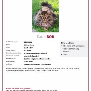 Kater Bob wird vermisst