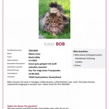 Kater Bob wird vermisst