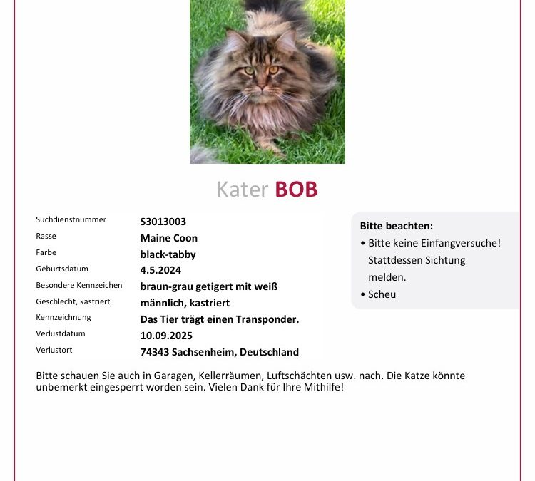 Kater Bob wird vermisst