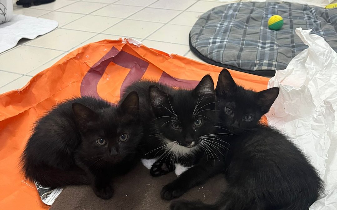 L-Kitten von Mama Lisset