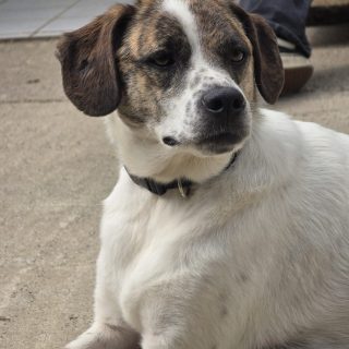 Anka