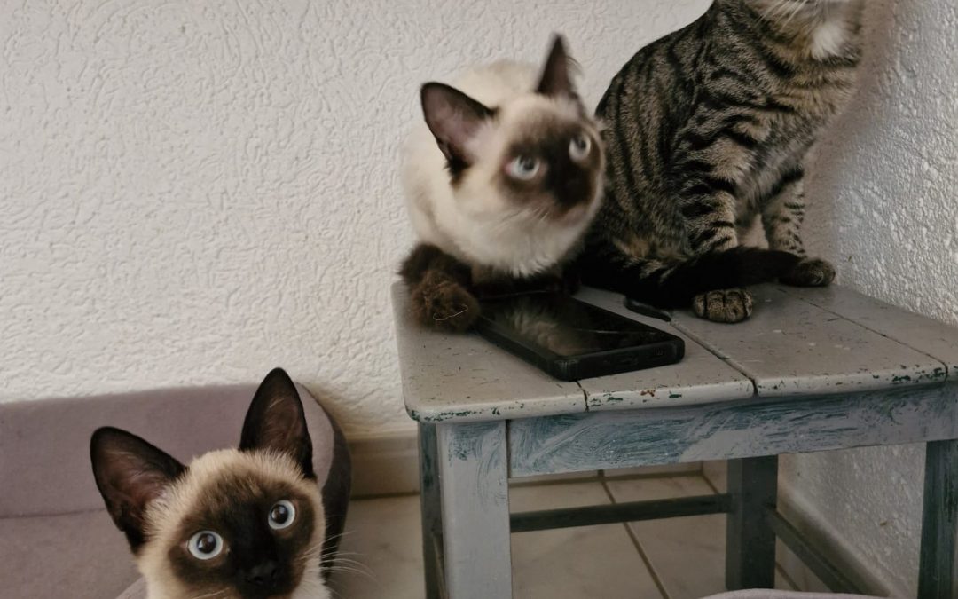 Drei Katzengeschwister