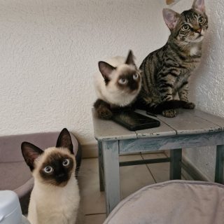 Drei Katzengeschwister