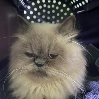 Fundkatze