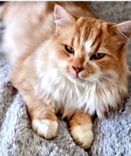 Kater Leo wird vermisst