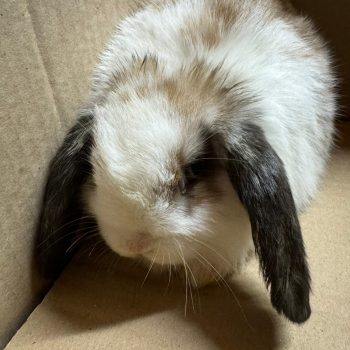 Fundkaninchen