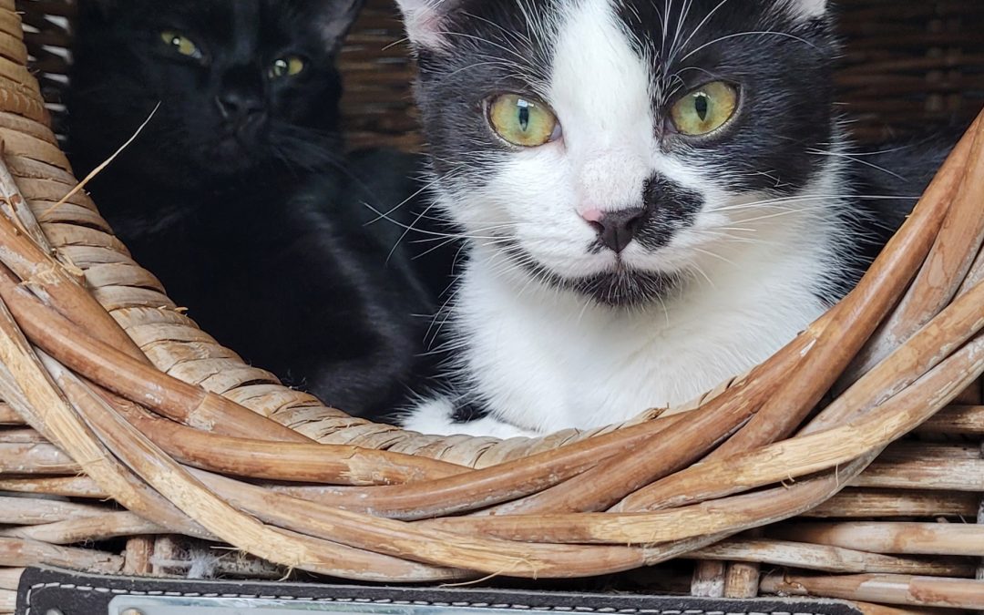 T-Kitten (Tilda, Tullus und Tubago)