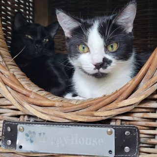 T-Kitten (Tilda, Tullus und Tubago)