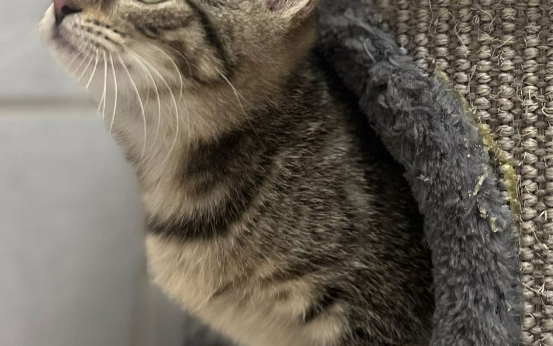 Liis, Lille und Laveen