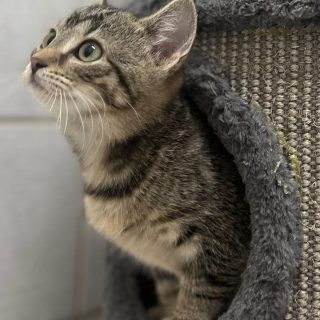 Liis, Lille und Laveen