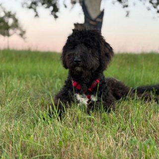 Simba Privatvermittlung