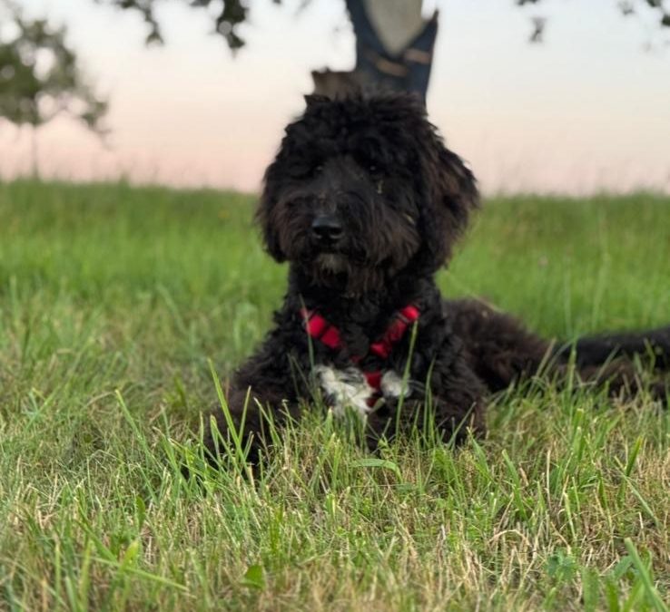 Simba Privatvermittlung