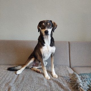 Bibar-Privatvermittlung