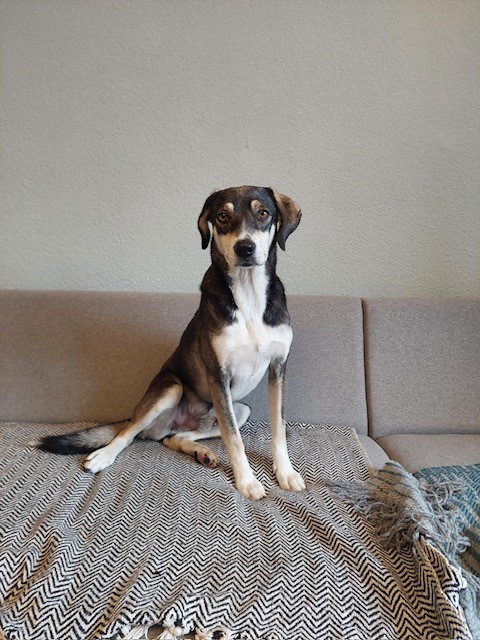 Bibar-Privatvermittlung