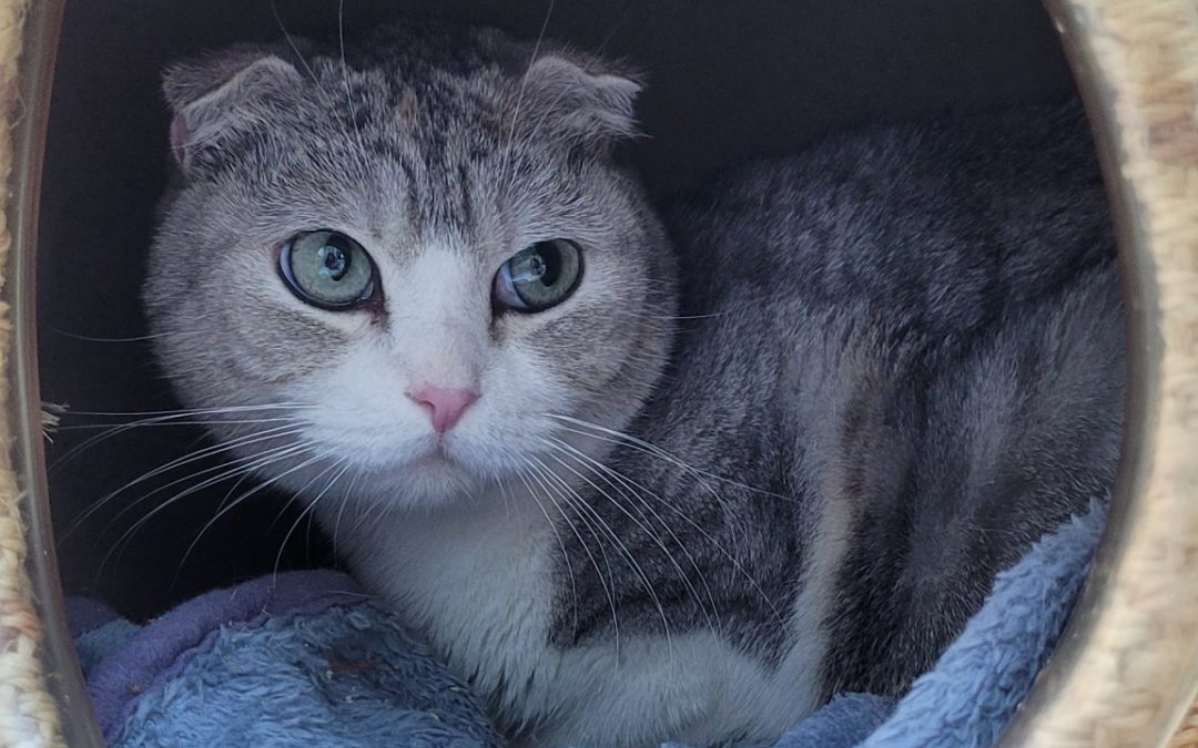 Katzenmama Aria und Katzentochter Izumi