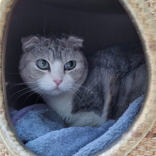 Katzenmama Aria und Katzentochter Izumi