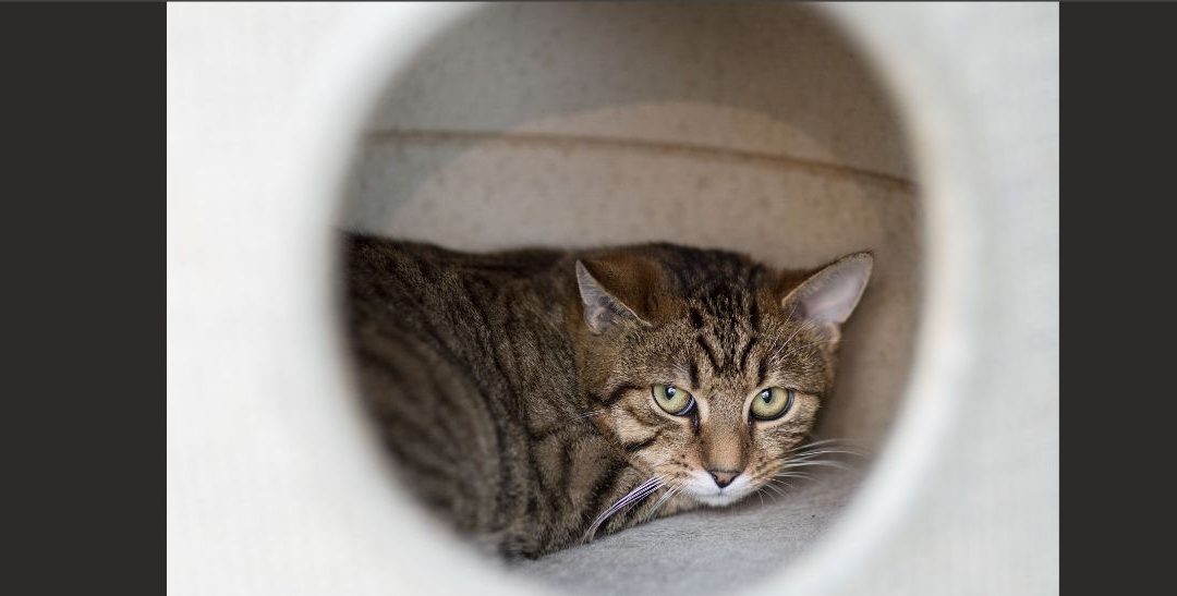 Bastet, Berenice und Boomer