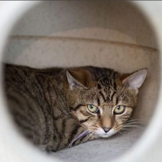 Bastet, Berenice und Boomer