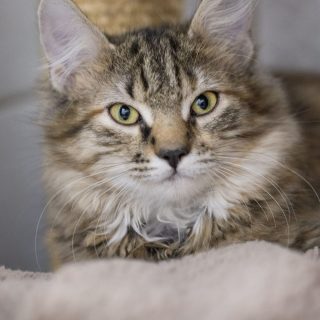 Katzenfamilie Charming