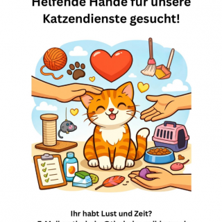 Helfende Hände für unsere Katzendienste gesucht!