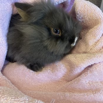 Fundtieranzeige – Kaninchen