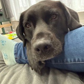 Milo -  Privatvermittlung