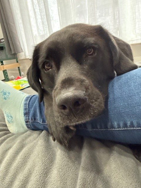 Milo –  Privatvermittlung