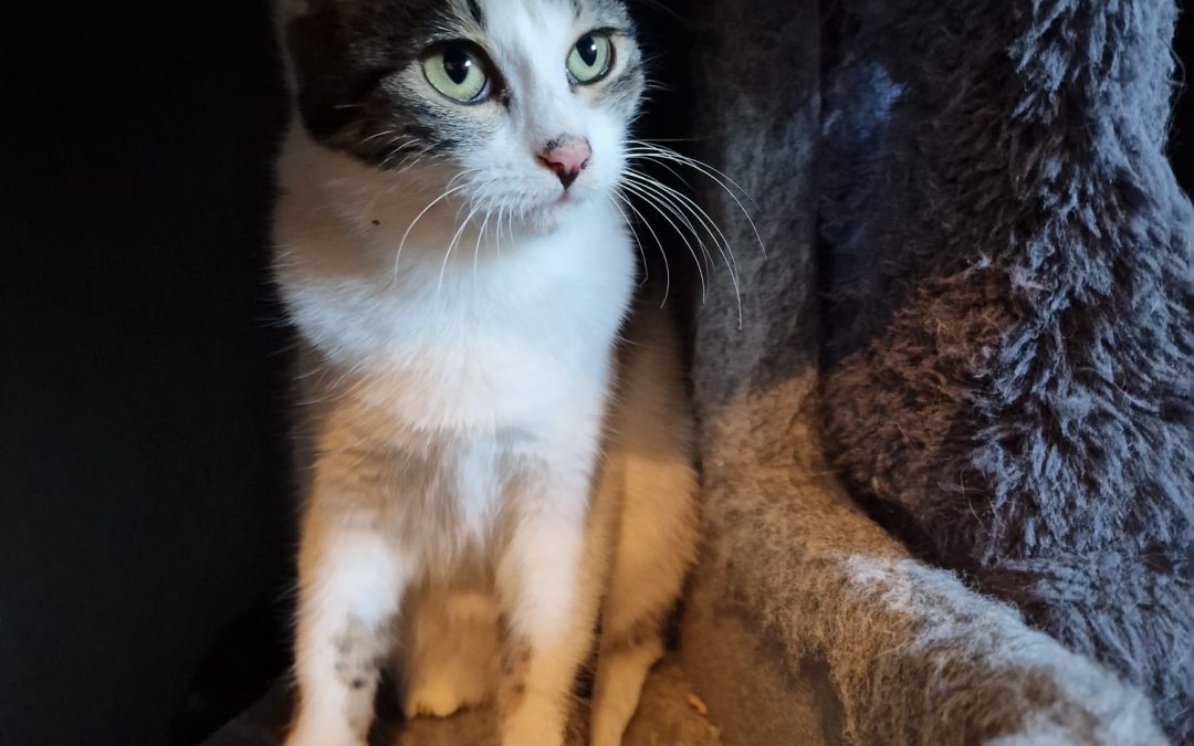 Tantor, Jane, Fauchi