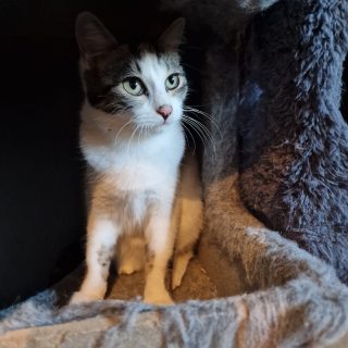 Tantor, Jane, Fauchi