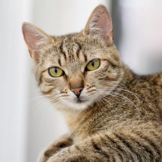 Bastet und Berenice