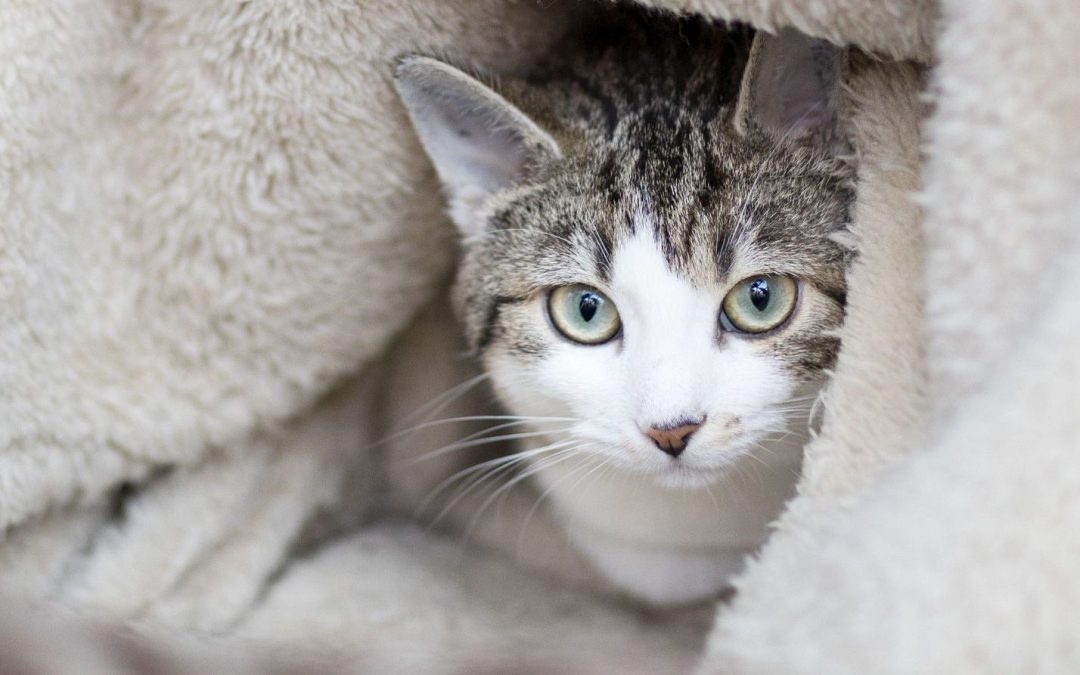 Rhian, Roja, Rima, Ronan