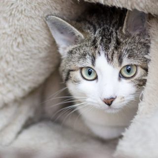 Rhian, Roja, Rima, Ronan