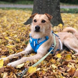 Delta -  Privatvermittlung