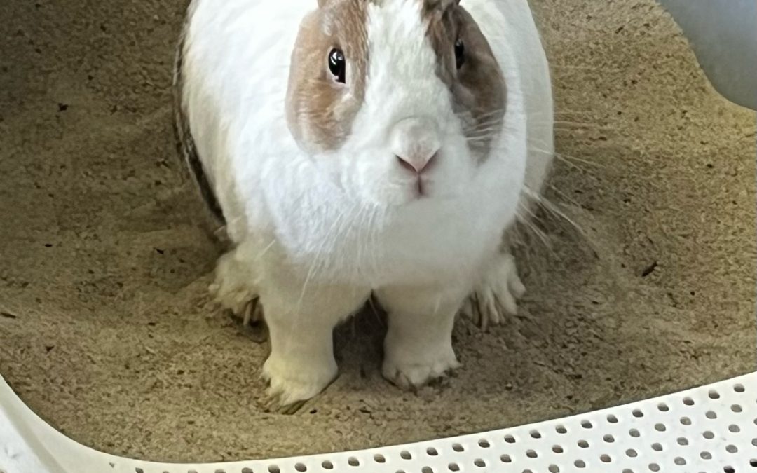 Kaninchendame sucht neues Zuhause bei Artgenossen