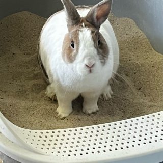 Kaninchendame sucht neues Zuhause bei Artgenossen