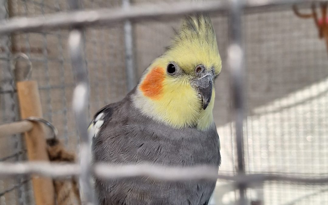 Fundtieranzeige – Nymphensittich