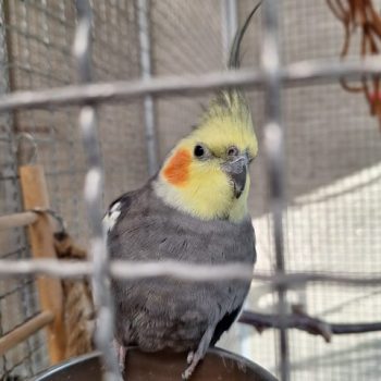 Fundtieranzeige – Nymphensittich