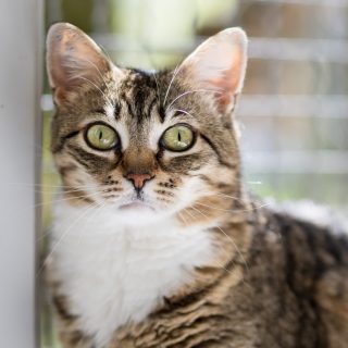 Mila