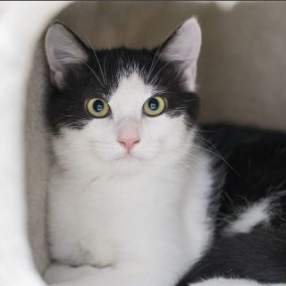 Sherlock und Sheriff