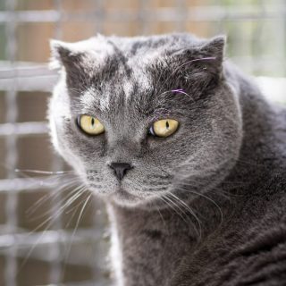 Nikita