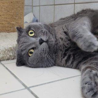 Nikita