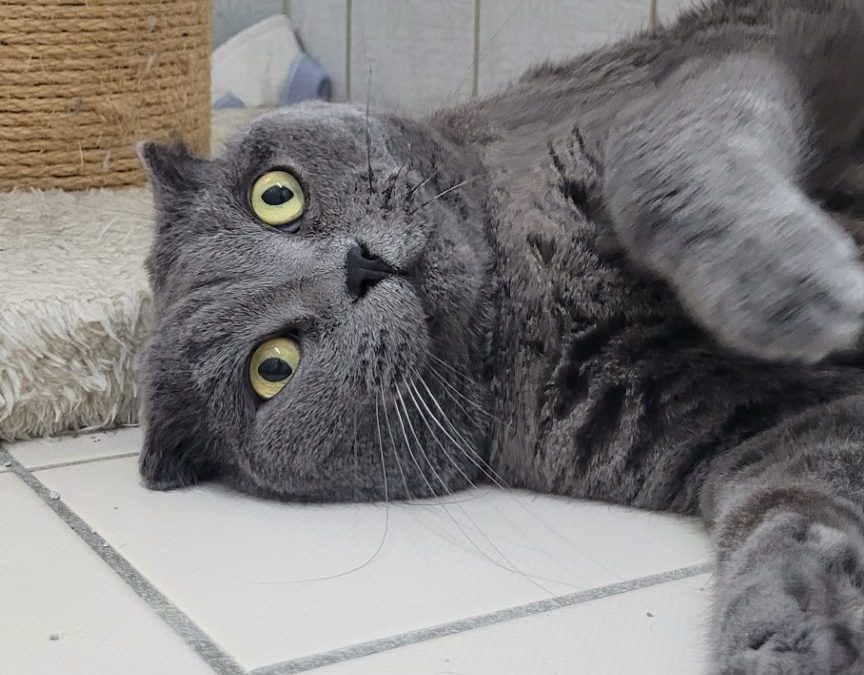 Nikita